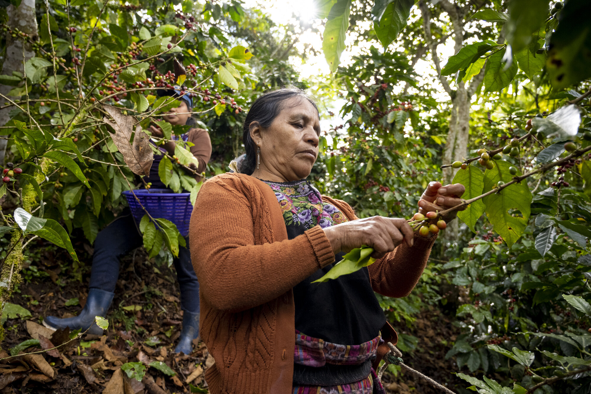 海外支援と若手生産者らの奮闘。グアテマラの生産者組合でみたコーヒーの可能性（後編）