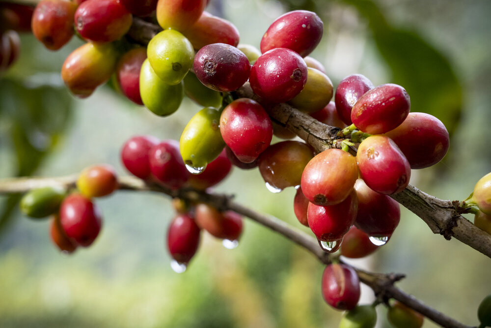 海外支援と若手生産者らの奮闘。グアテマラの生産者組合でみたコーヒーの可能性（前編）