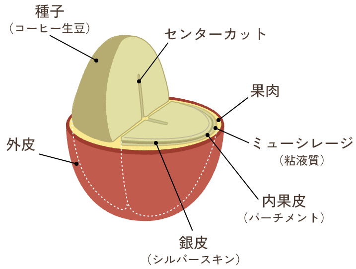 コーヒーチェリーの構造